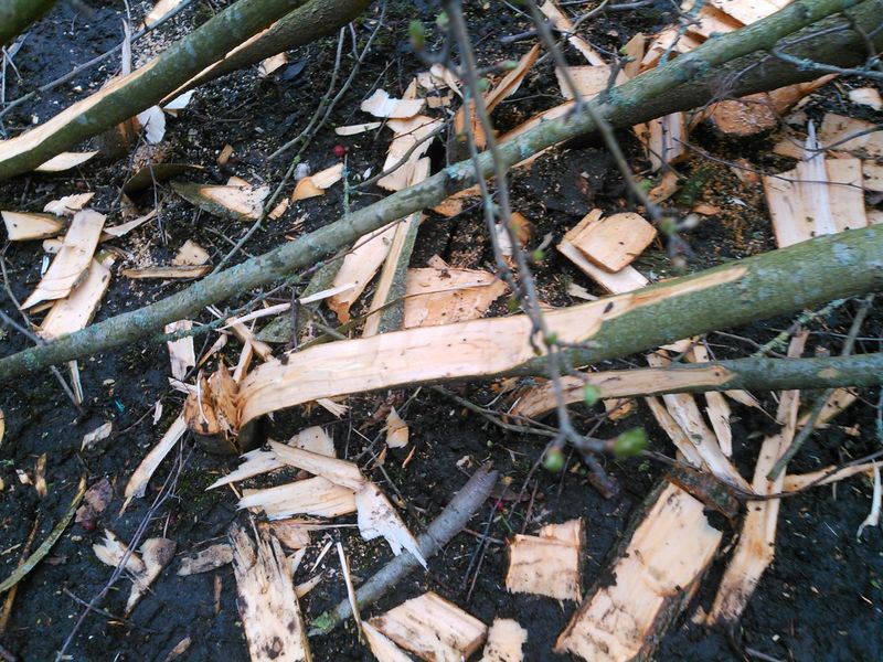 Laying hedge