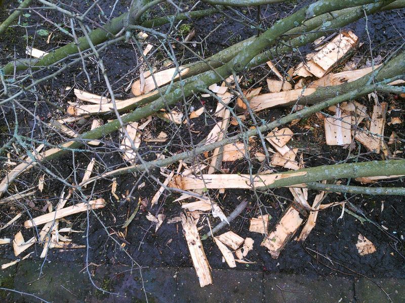 Laying hedge