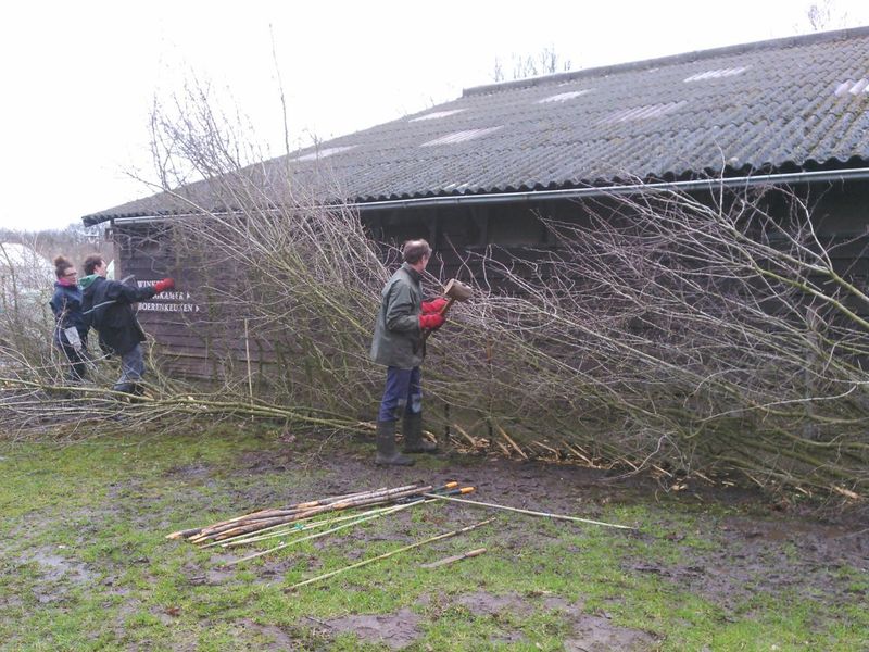 Laying hedge