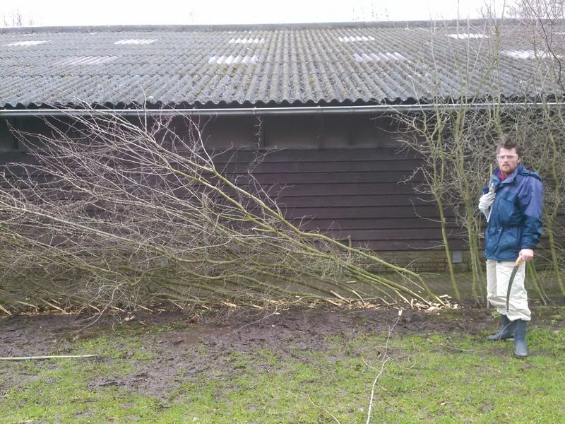 Laying hedge