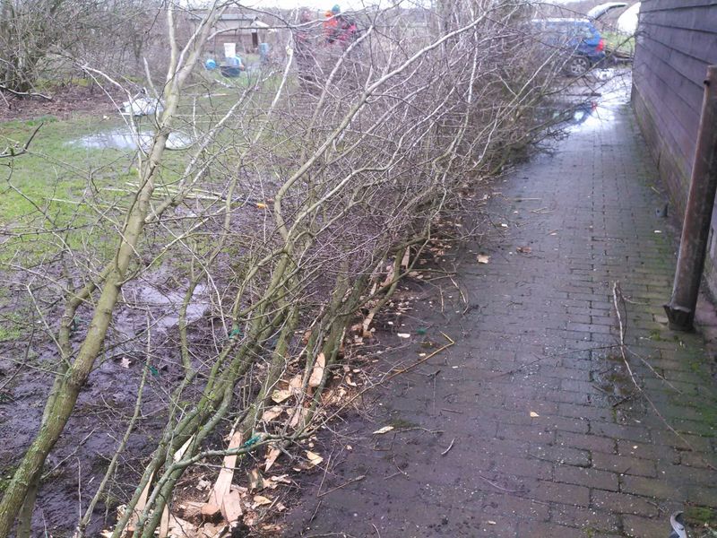 Laying hedge