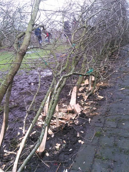 Laying hedge