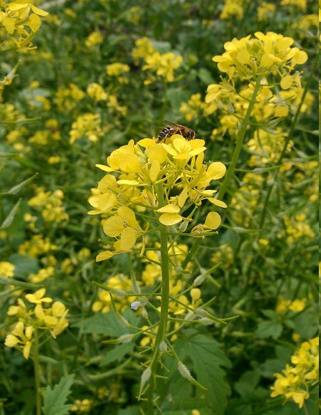 flowering white mustard