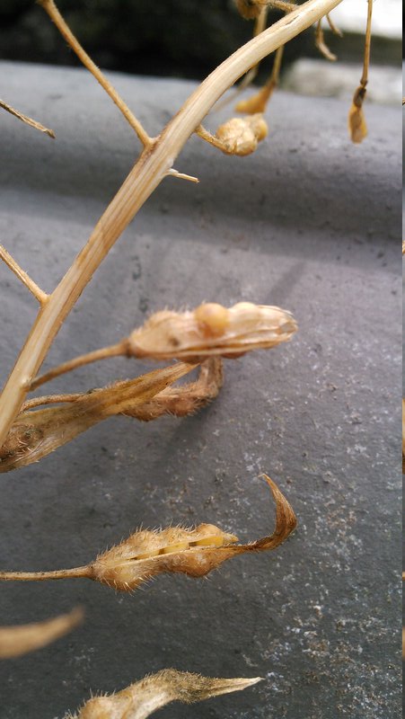 seed pods from *Sinapis alba*