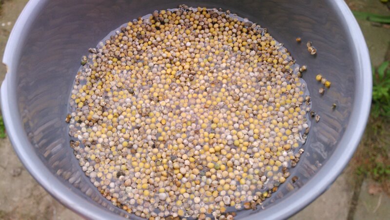 soaking the seeds in vinegar