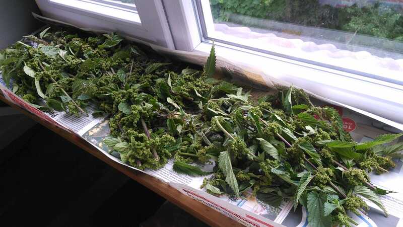 Laying the nettle out to dry