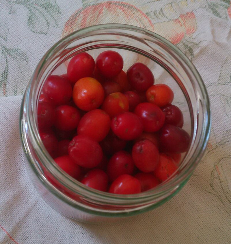 clean cornel cherries