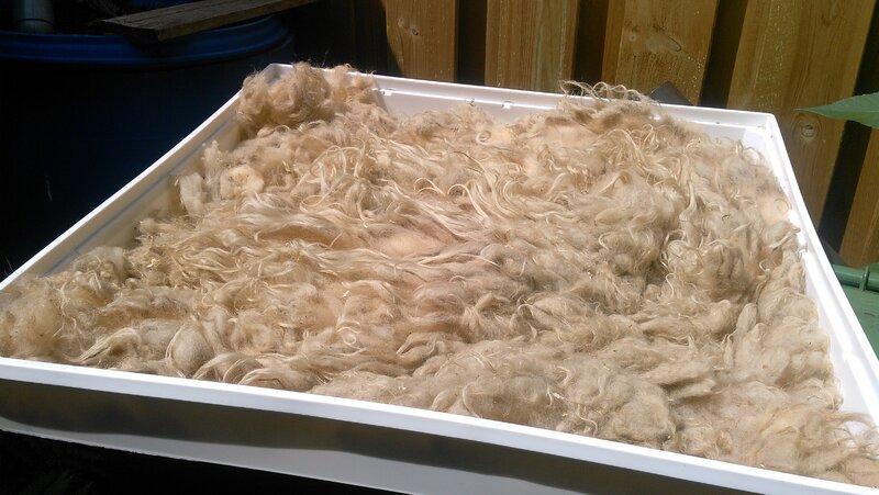 Preparing the fleece