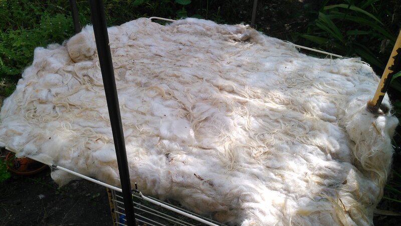 Drying the sheepskin